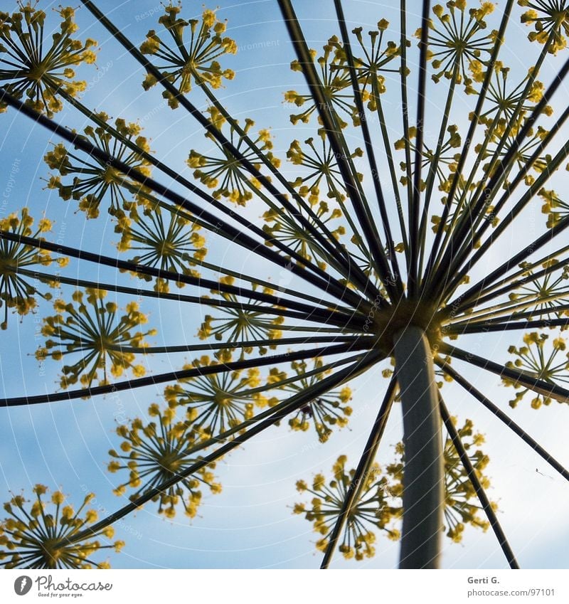 umbles Sky blue Umbellifer Apiaceae Blossom Flower Plant Yellow Stalk Worm's-eye view Clouds Dill Umbrella Blue Nature Perspective Spokes Bird's-eye view