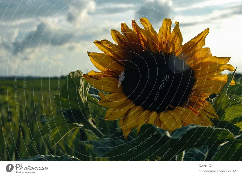Here comes the sun Summer Clouds Bad weather Plant Yellow Sunflower Sunflower seed Light Patch of light Blossom Flower field Sunflower field Field