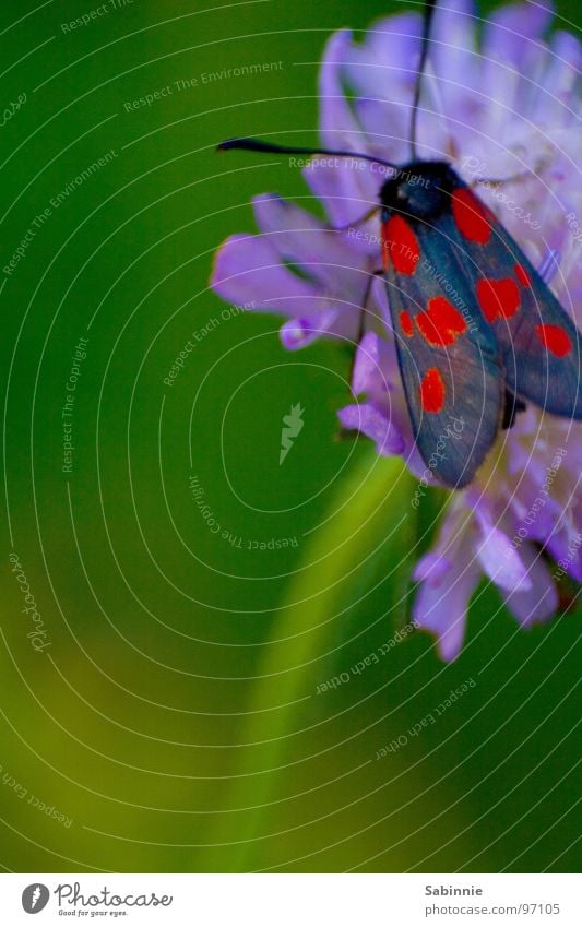 Butterfly red-blue Six-spot Burnet Insect Stalk Flower Plant Wing Flying Blossoming Moth