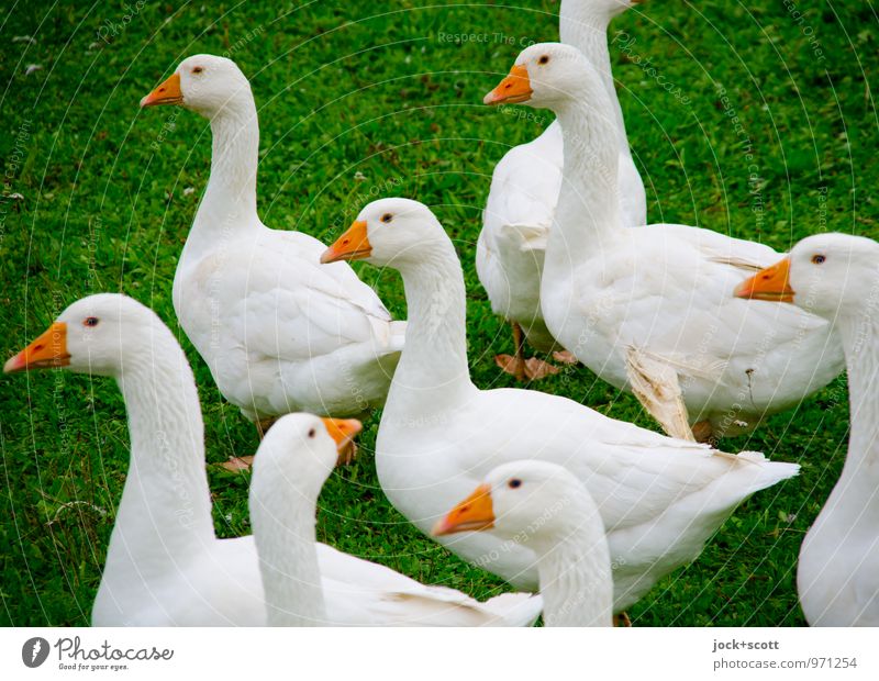 curious the geese Meadow Farm animal Goose Pack Observe Authentic naturally Curiosity Cliche Trust Together Expectation Keeping of animals Livestock breeding