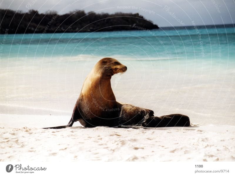 seal Animal Ocean Beach Vacation & Travel Galapagos islands sealhound Island Looking Water Sand Be confident