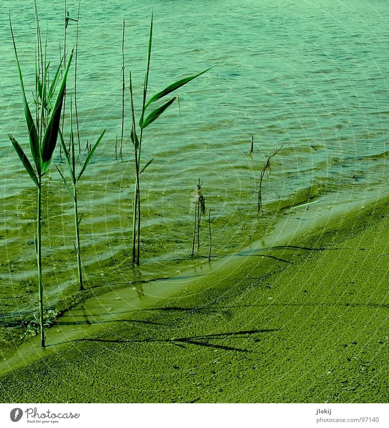 OTHERWORLDLY PHENOMENA Common Reed Aquatic plant Plant Lake Beach Wet Damp Growth Sprout Flourish Green Waves Summer Physics Lake Baggersee Surf White crest