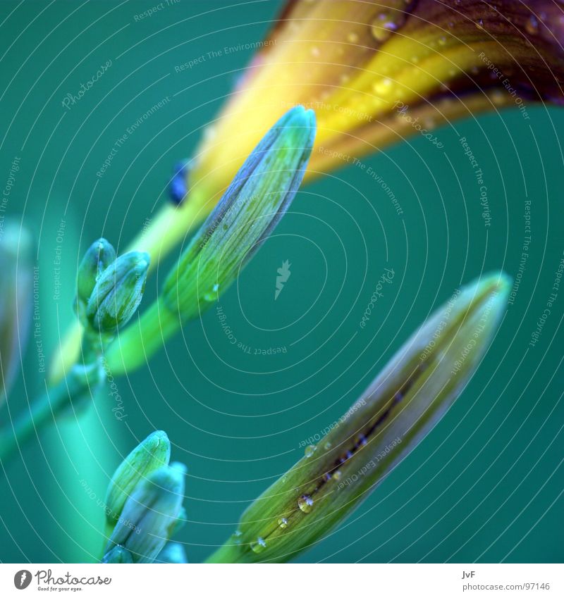 [B][L][U][E][²] Flower Cold Wet Growth Green Multicoloured Calm Spring Rope Rain Bud