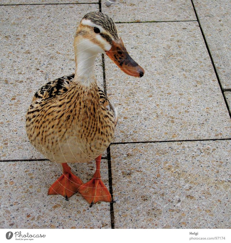 Duck foraging on a sidewalk in the city Foraging Appetite Feather Poultry Plumed Beak Beautiful Brown White Water wings Pedestrian precinct Beg Feed Waddle