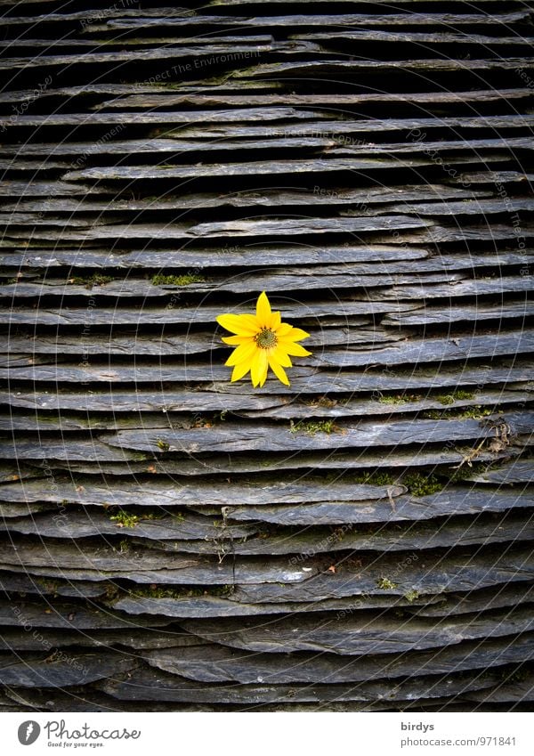 single Flower Blossom Stone Blossoming Illuminate Exceptional Yellow Gray Fragrance Happy Nature Slate Level 1 Central Colour photo Exterior shot Deserted
