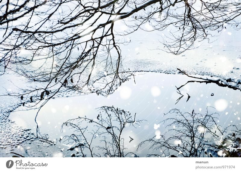 ice age Nature Water Winter Ice Frost Snow Snowfall Tree Frozen surface Twigs and branches Lakeside Cold Natural Blue White Idyll Calm Colour photo