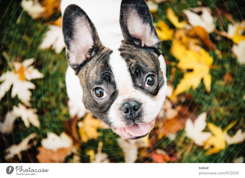 Cardhu Pt. 2 Nature Grass Leaf Autumn leaves Meadow Pet Dog Animal face Pelt Ear 1 Observe Laughter Illuminate Small Soft Brown Yellow Green White Bulldog