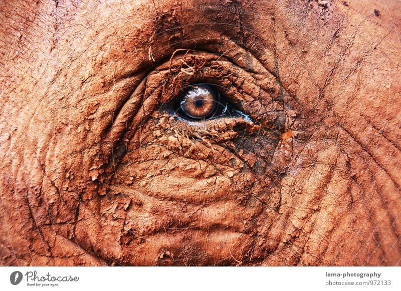 Honestly. Eyes Animal Animal face Elephant Elephant eye Elephant skin Looking Brown Trust Pupil Asia Thailand Wrinkles Colour photo Animal portrait