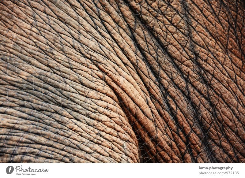 wrinkled. Thailand Asia Animal Elephant Elephant skin Old Gray Wrinkles Hide Rough Colour photo