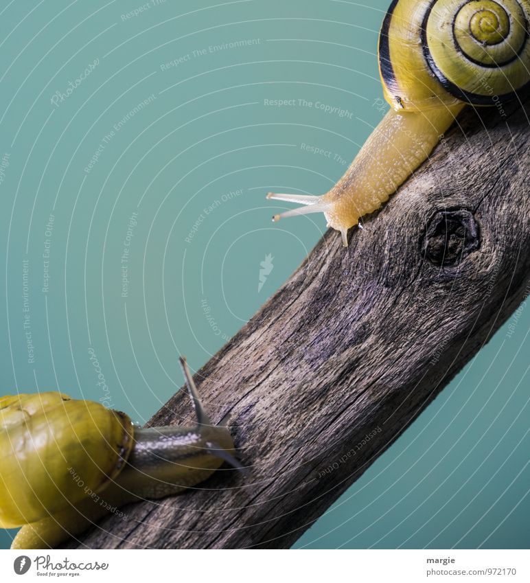 Are we going to your place or mine? Two snails on a branch with a neutral background Animal Wild animal Crumpet 2 Pair of animals Wood Curiosity Cute Friendship