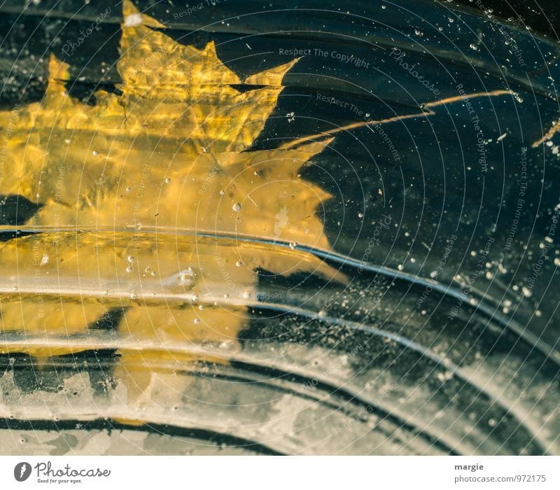 Ice leaf, a yellow autumn leaf frozen in ice Environment Nature Plant Animal Water Drops of water Autumn Winter Climate Weather Frost Leaf Waves coast Lakeside