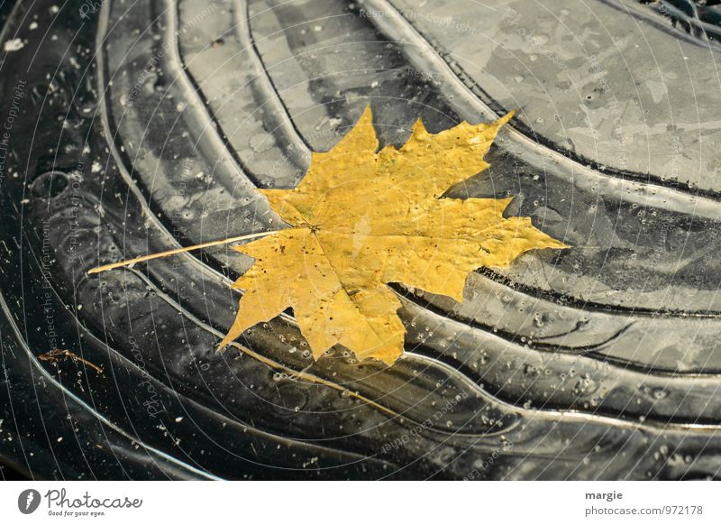 A yellow autumn leaf frozen in ice Environment Nature Plant Animal Water Drops of water Autumn Winter Climate Climate change Ice Frost Tree Leaf Waves Lakeside