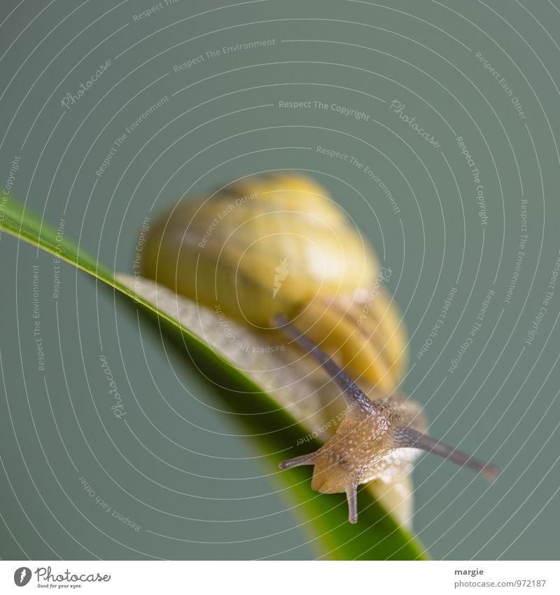 A small snail on a stem with a neutral background in great blur Environment Nature Plant Grass Leaf Animal Wild animal Crumpet Animal face 1 Esthetic Yellow
