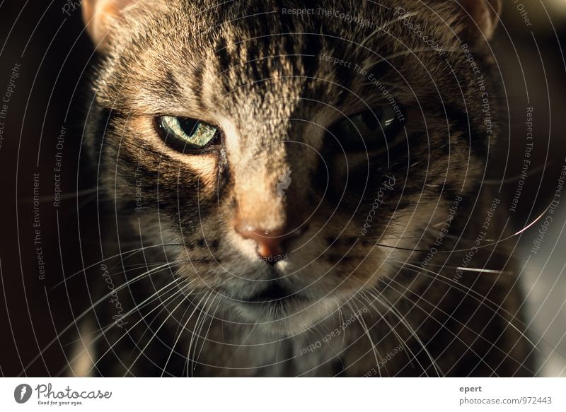 ! Animal Pet Cat 1 Observe Near Rebellious Beautiful Wild Self-confident Willpower Brave Self Control Endurance Expectation Face to face Colour photo