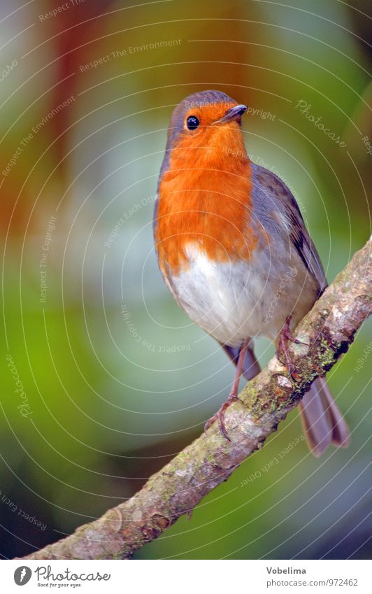 robin Animal Bird 1 - a Royalty Free Stock Photo from Photocase