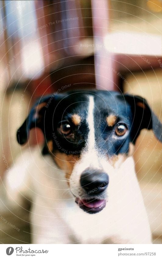 Dog's gauze Close-up Animal day dog Looking At Camera One Animal Indoors pets color image nobody vertical