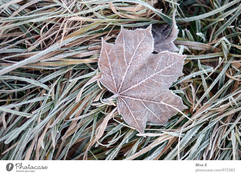 Ice on ice Nature Winter Weather Bad weather Frost Snow Grass Leaf Cold Emotions Moody Sadness Grief Death Hoar frost Frozen Maple leaf Colour photo