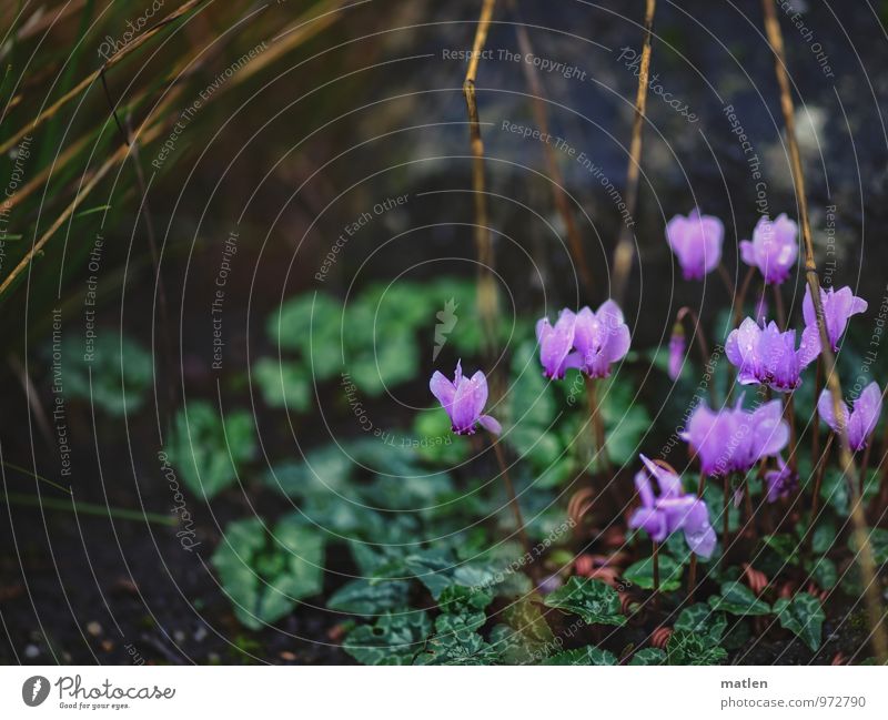 last blossoms Plant Winter Leaf Blossom Foliage plant Wild plant Garden Hill Blossoming Brown Green Pink Stalk Cyclamen Colour photo Subdued colour