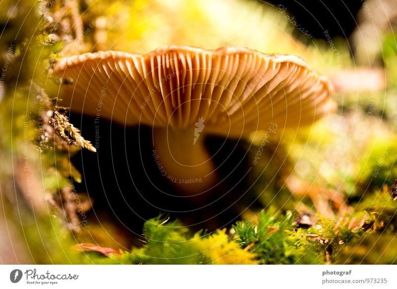 mushroom Food Nutrition Eating Lunch Dinner Life Summer Sun To talk Art Air Water Spring Autumn Weather Wind Gale Bushes Moss Leaf Wild plant Field Forest