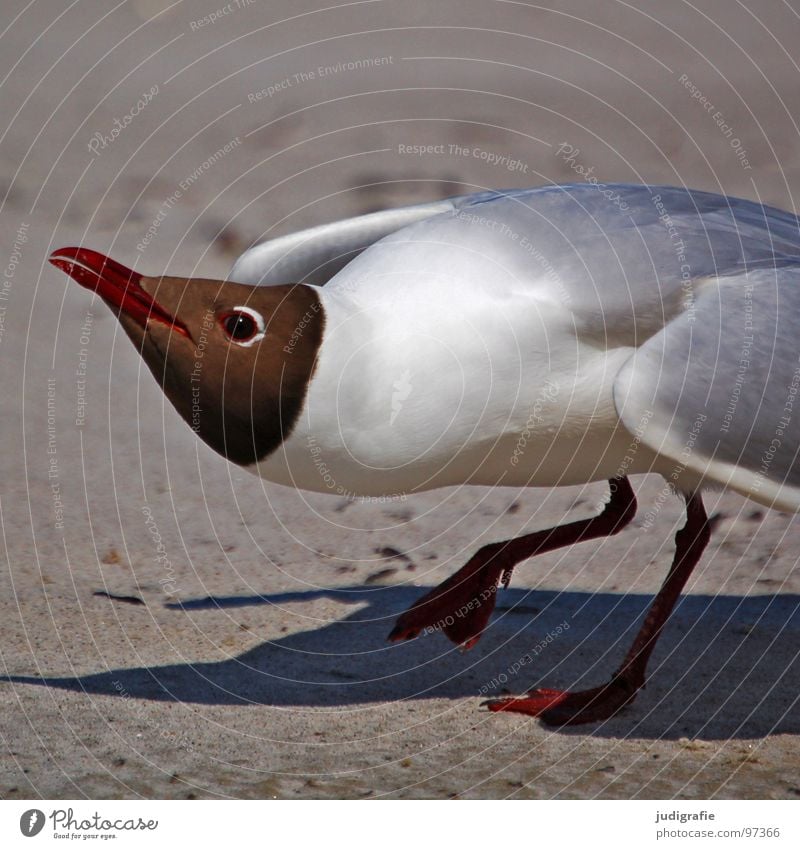 offensive Black-headed gull  Seagull Bird Summer Beach Ocean Lake Vacation & Travel Feather Beak Fischland Western Beach Menacing Threaten Ornithology