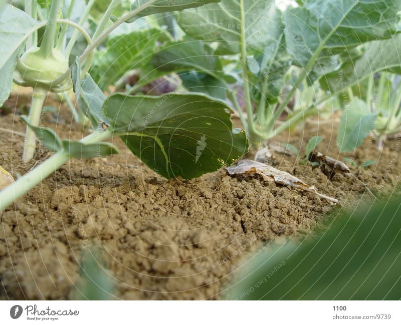 garden soil Under Green Leaf Floor covering Garden Macro (Extreme close-up) Vegetable Earth