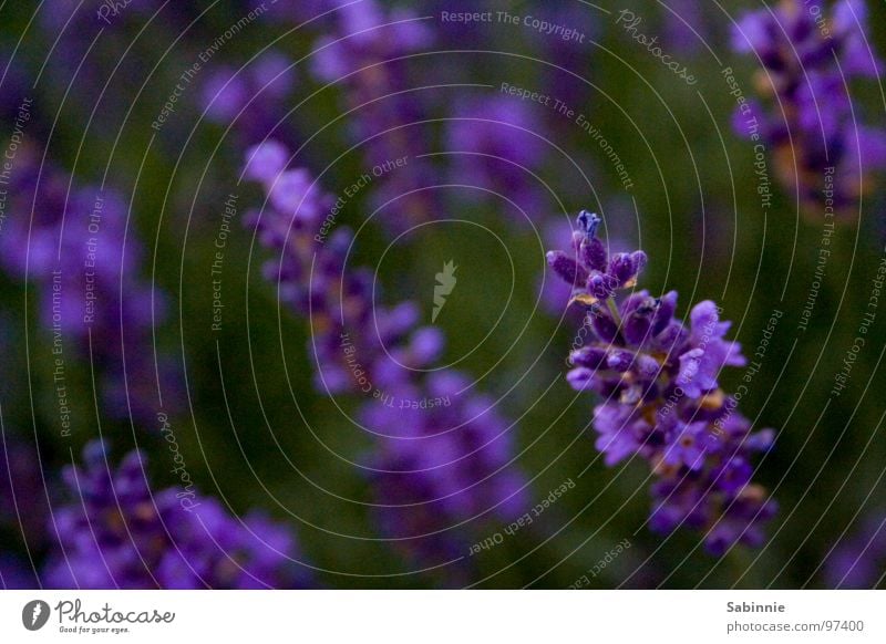 The scent of lavender Lavender Violet Plant Blossom Green Aromatic Medicinal plant Perfume Fragrance Odor