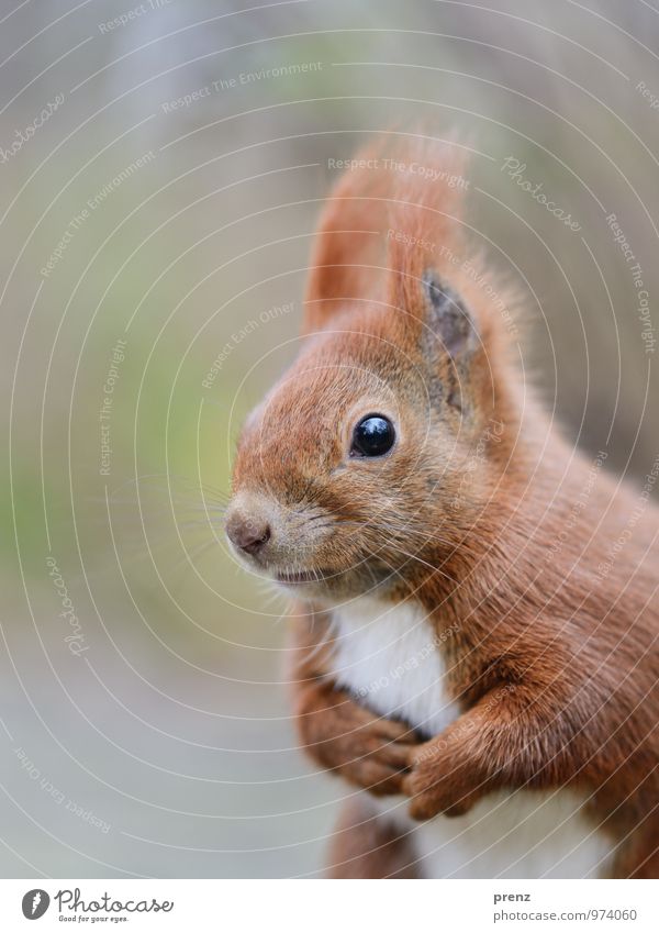 squirrels Environment Nature Animal Winter Wild animal Cute Brown Green Red Squirrel Colour photo Exterior shot Deserted Copy Space left Day