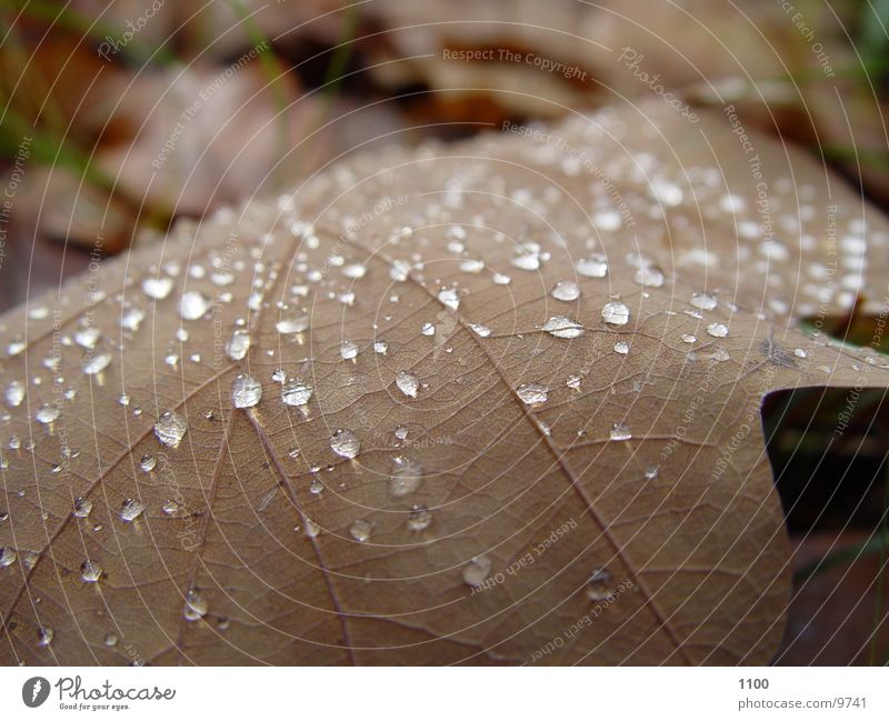 dew drops Leaf Autumn Tree Wet Near Rope Drops of water Floor covering Earth Macro (Extreme close-up)