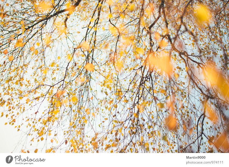 Golden autumn tree Nature Sun Sunlight Autumn Tree Forest Authentic Bright Positive Yellow Orange Joie de vivre (Vitality) Warm-heartedness Romance Inspiration
