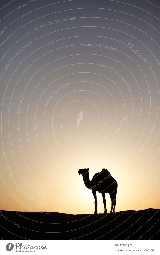Desert Cab II Art Esthetic Contentment Camel Camel hump Head of a camel Animal Badlands Sahara Sun Sunset Abu Dhabi Oasis Mirage Warmth Survive Colour photo