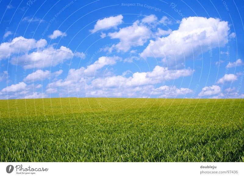 clouds and more Clouds Summer Field Green Barley Sky Blue Landscape Grain Colour