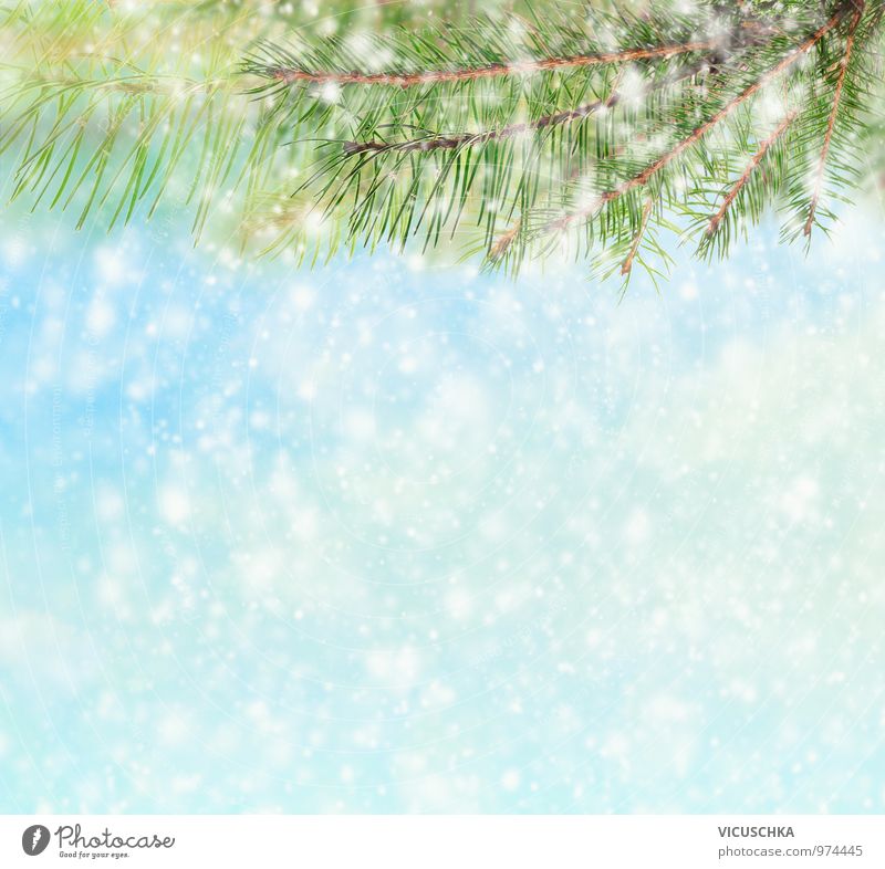 Winter Background with Tanenbaum and Snow Style Design Christmas & Advent Nature Sky Ice Frost Hail Background picture Fir tree Snowfall Twig Exterior shot
