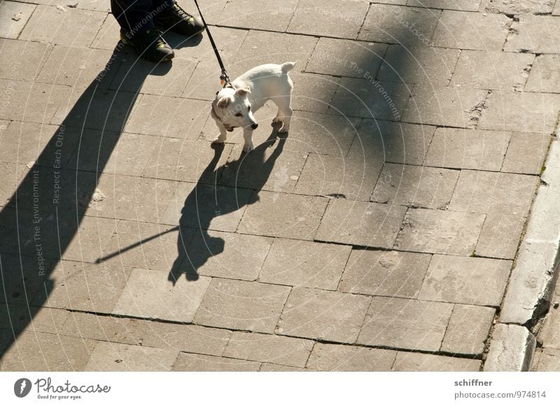 Belgian Pittbull Human being Feet 1 Animal Pet Dog Small Shadow Shadow play Shadowy existence Silhouette Jack Russell terrier Terrier Aggressive Watchfulness