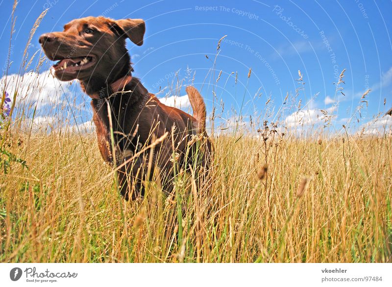 jumpinsfeld Dog Cornfield Animal Summer Autumn Meadow Joy Mammal Hunting Freedom