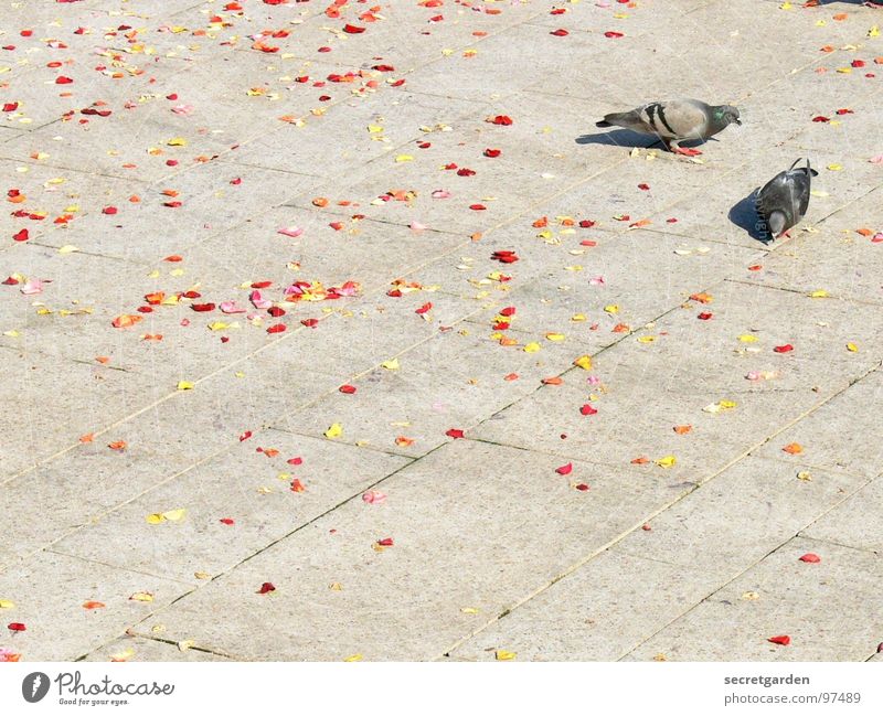 the bird wedding Pigeon 2 Sidewalk Blossom Blossom leave Red Yellow Distributed Gray Calm Together Diligent Collection Summer Spring Bird Animal Places