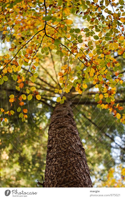 Canopy of a tree in autumn Environment Nature Plant Animal Autumn Tree Leaf Foliage plant Forest Growth Yellow Gold Green Protection Romance Hope Sadness