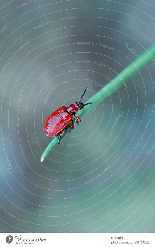 Red beetle on a blade of grass Environment Nature Plant Grass Leaf Animal Wild animal Beetle 1 To hold on Hang Crawl Athletic Green Bravery Success Beginning