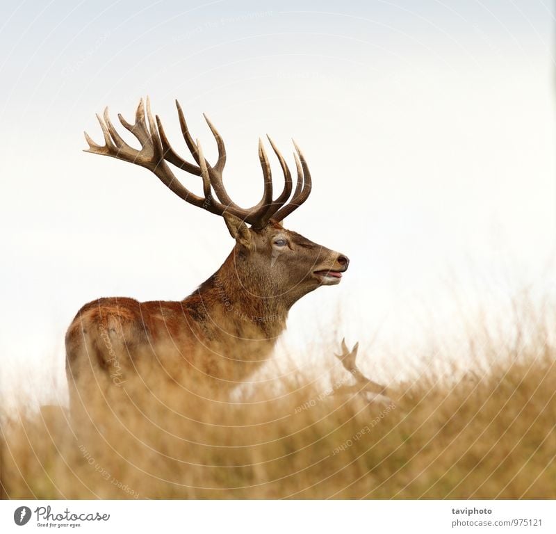 beautiful red deer stag standing on a glade Beautiful Playing Hunting Man Adults Nature Animal Autumn Meadow Forest Fur coat Rutting season Stand Large Wild