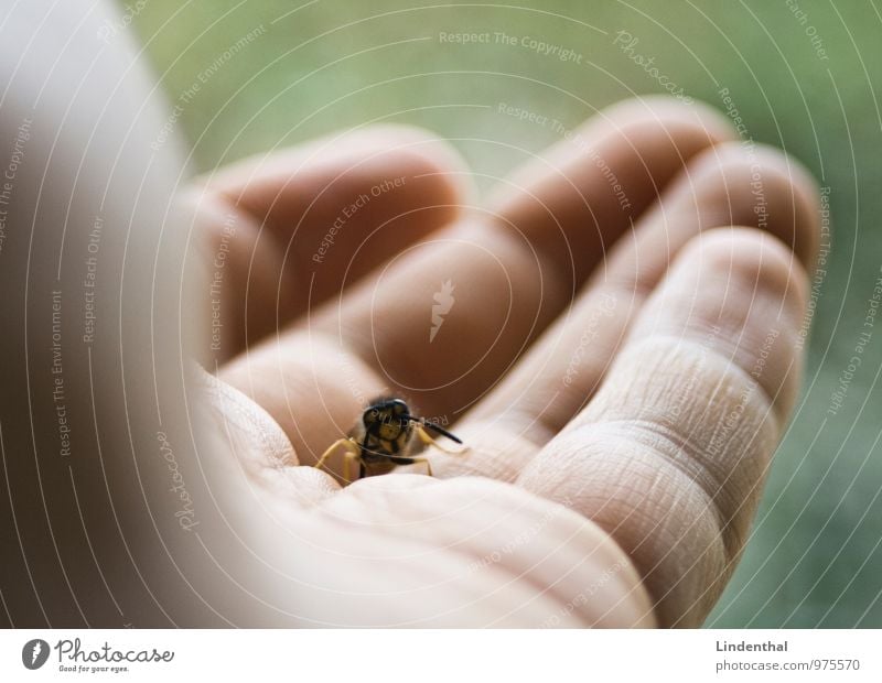 Wasp on hand Hand Fingers Wasps Green Flying Break Crawl Bee Animal