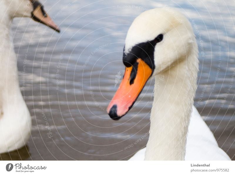 2 swans Swan Pair of animals Love Water Swimming & Bathing White Splendid Beak Orange Animal Attachment monogamous