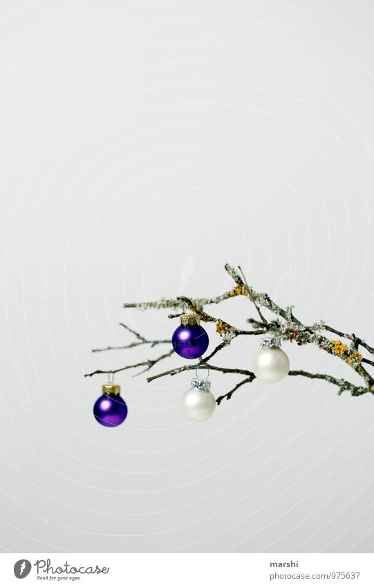 hang out till Christmas Sign Moody Christmas & Advent Branch Autumnal Decoration Glitter Ball Christmas tree Isolated Image Colour photo Interior shot
