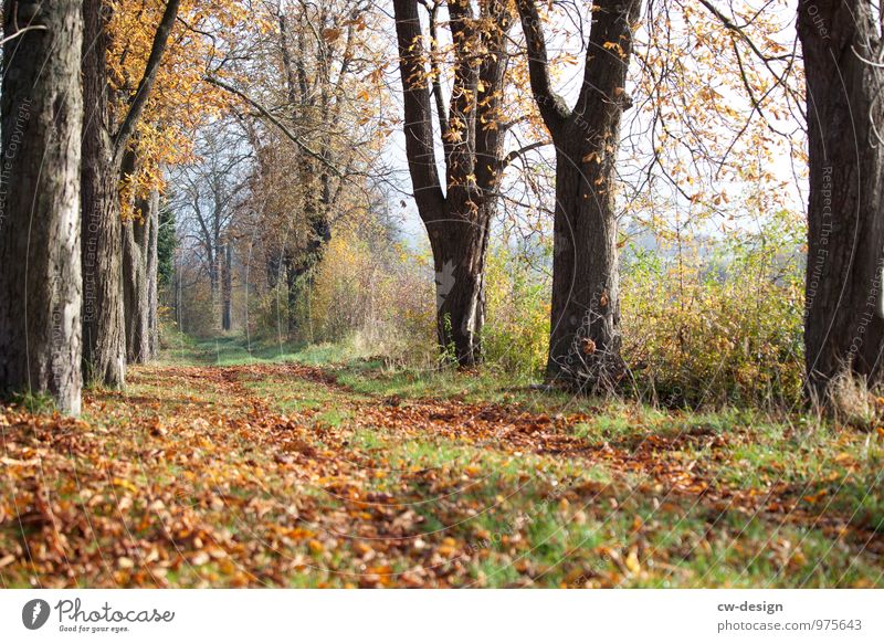 autumn Vacation & Travel Trip Freedom Environment Nature Landscape Plant Cloudless sky Autumn Climate Weather Beautiful weather Garden Park Meadow Forest