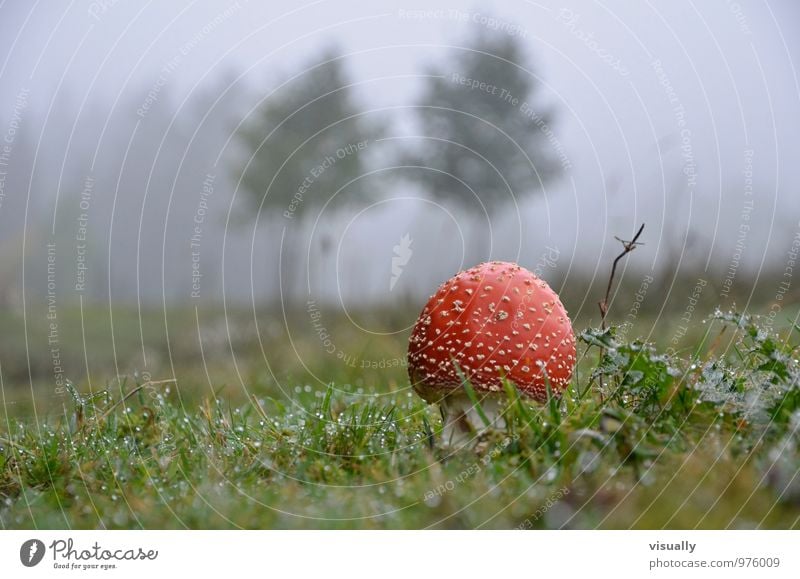 Fly agaric in front of the gate Medical treatment Alternative medicine Intoxicant Medication mushroom pick homeoparth Nature Plant Autumn Fog Mushroom