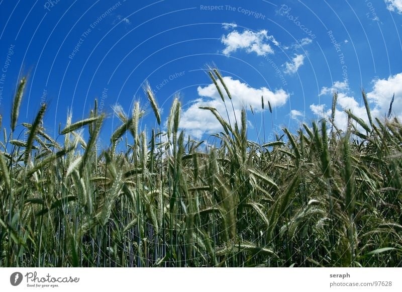 Infield Meadow Field Rye Wheat Barley Green Horizon Clouds Summer Environmental protection Blade of grass Ear of corn Ecological Cornfield Rural Agriculture