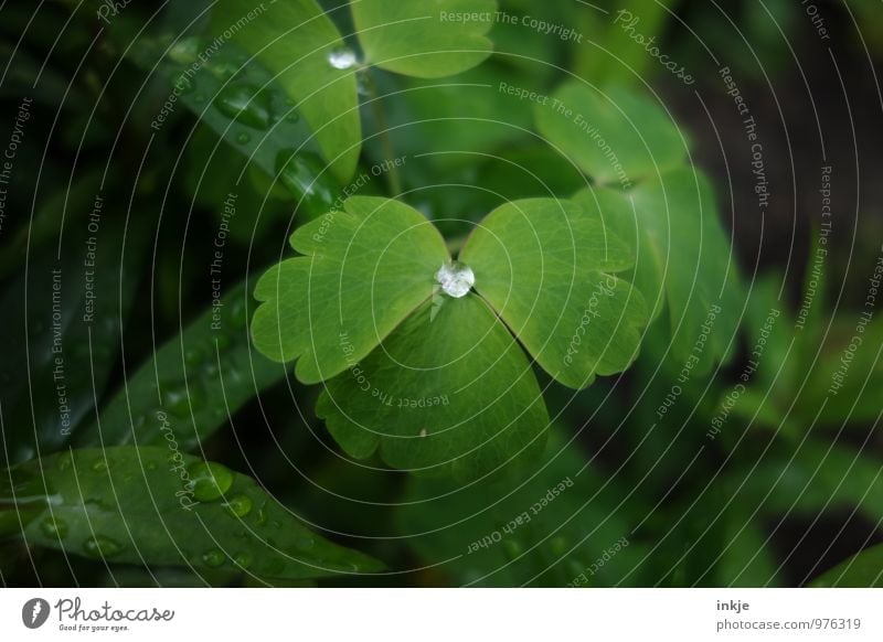 rainwater Drops of water Spring Summer Rain Plant Leaf Wet Round Green Deep green Dew Hydrophobic Middle Individual Colour photo Exterior shot Close-up