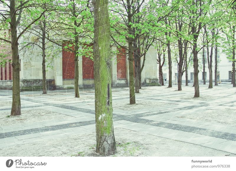 city forest Plant Tree Foliage plant Lime tree Berlin Town Capital city Deserted Uniqueness Sustainability Environmental pollution Environmental protection