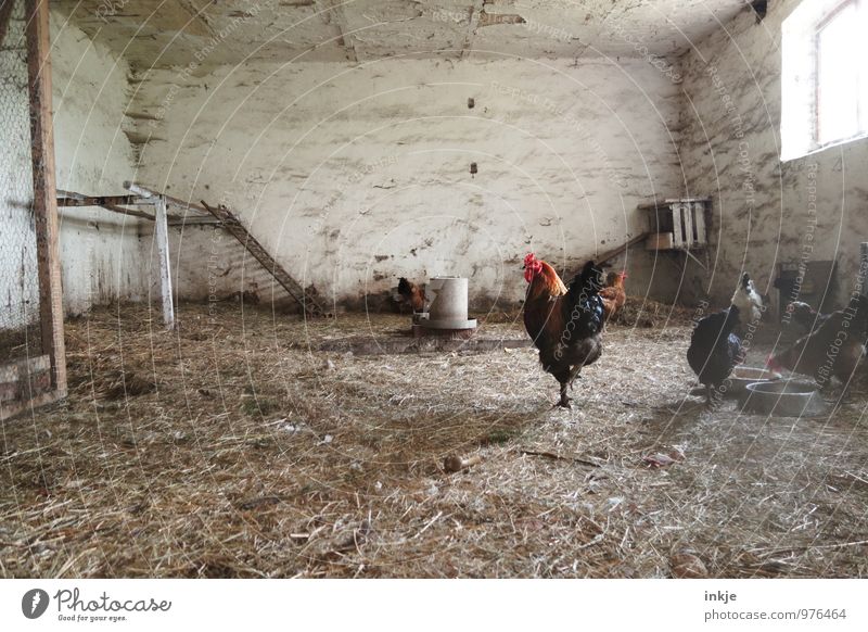 henhouse Deserted Barn Chicken coop Farm animal Rooster Barn fowl Group of animals Herd Animal family Hay Authentic Livestock breeding Keeping of animals