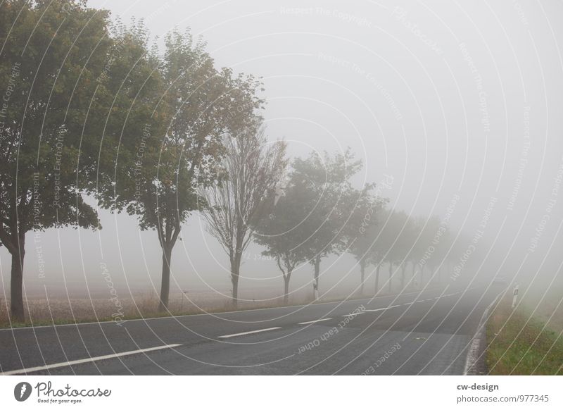 mist pattern Environment Nature Landscape Autumn Climate Bad weather Fog Tree Field Traffic infrastructure Road traffic Motoring Street Lanes & trails