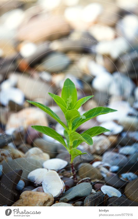 Tender little plant Summer Beautiful weather Plant Wild plant Pebble Gravel beach Stone Growth Esthetic Exceptional Fresh Positive Strong