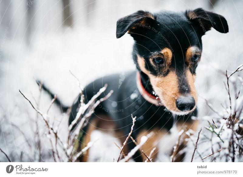 On the dog come Pt.4 Nature Snow Bushes Forest Pet Dog Animal face Pelt Snout Lop ears Ear Eyes Whisker 1 Observe Looking Stand Cuddly Brown Black White